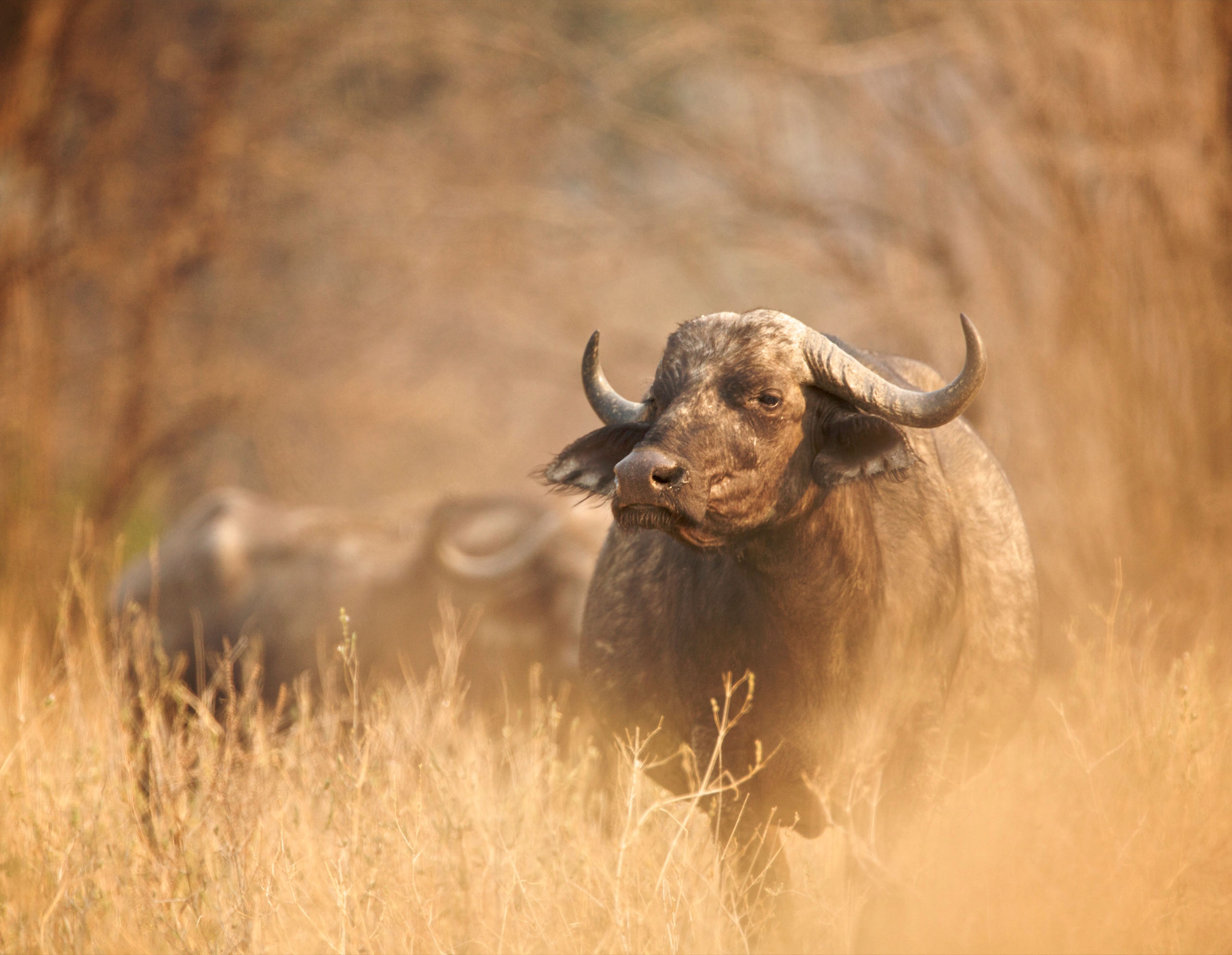 Elysiium Travels - African Buffalo