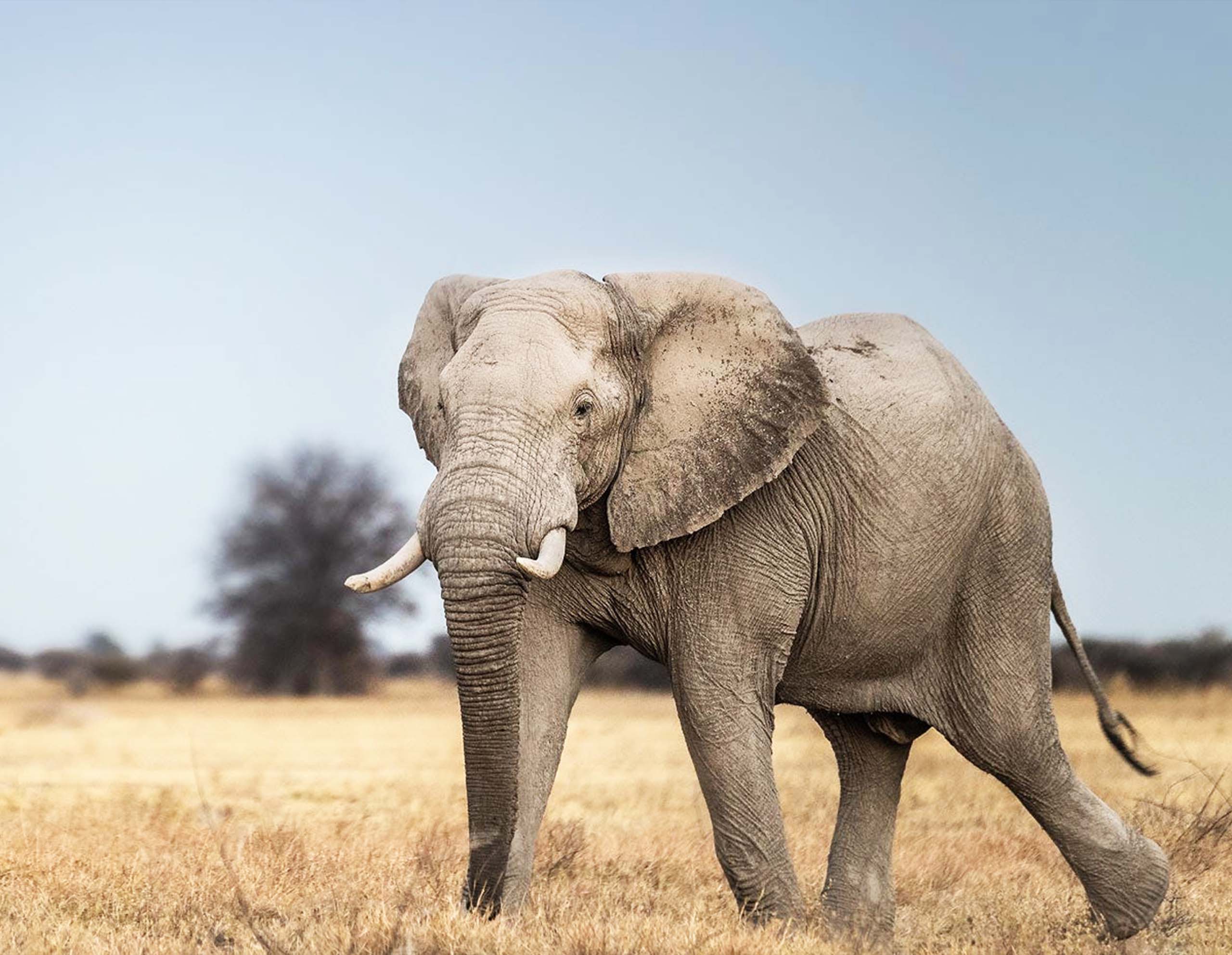 Elysiium Travels - African Elephant