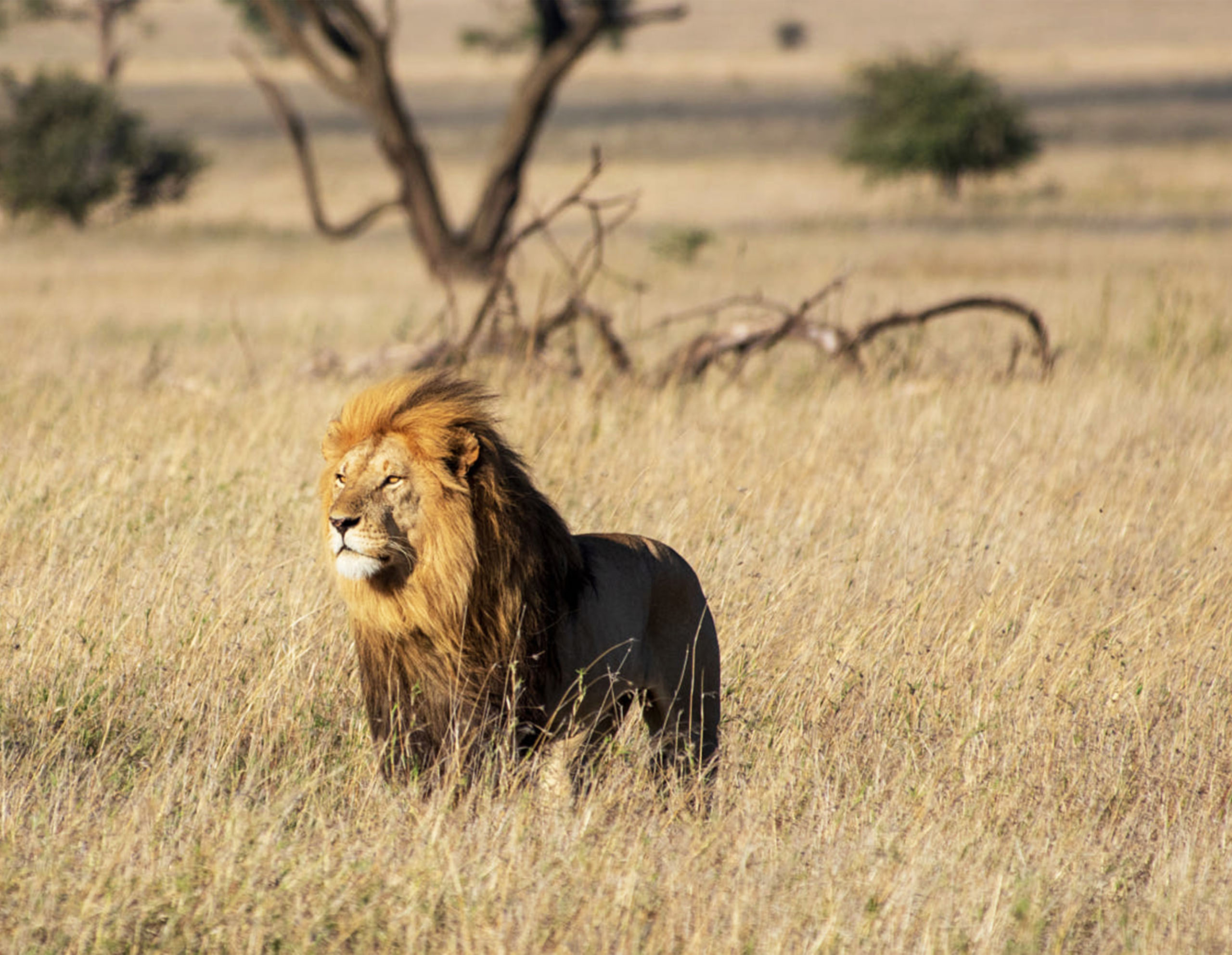 Elysiium Travels - African Lion
