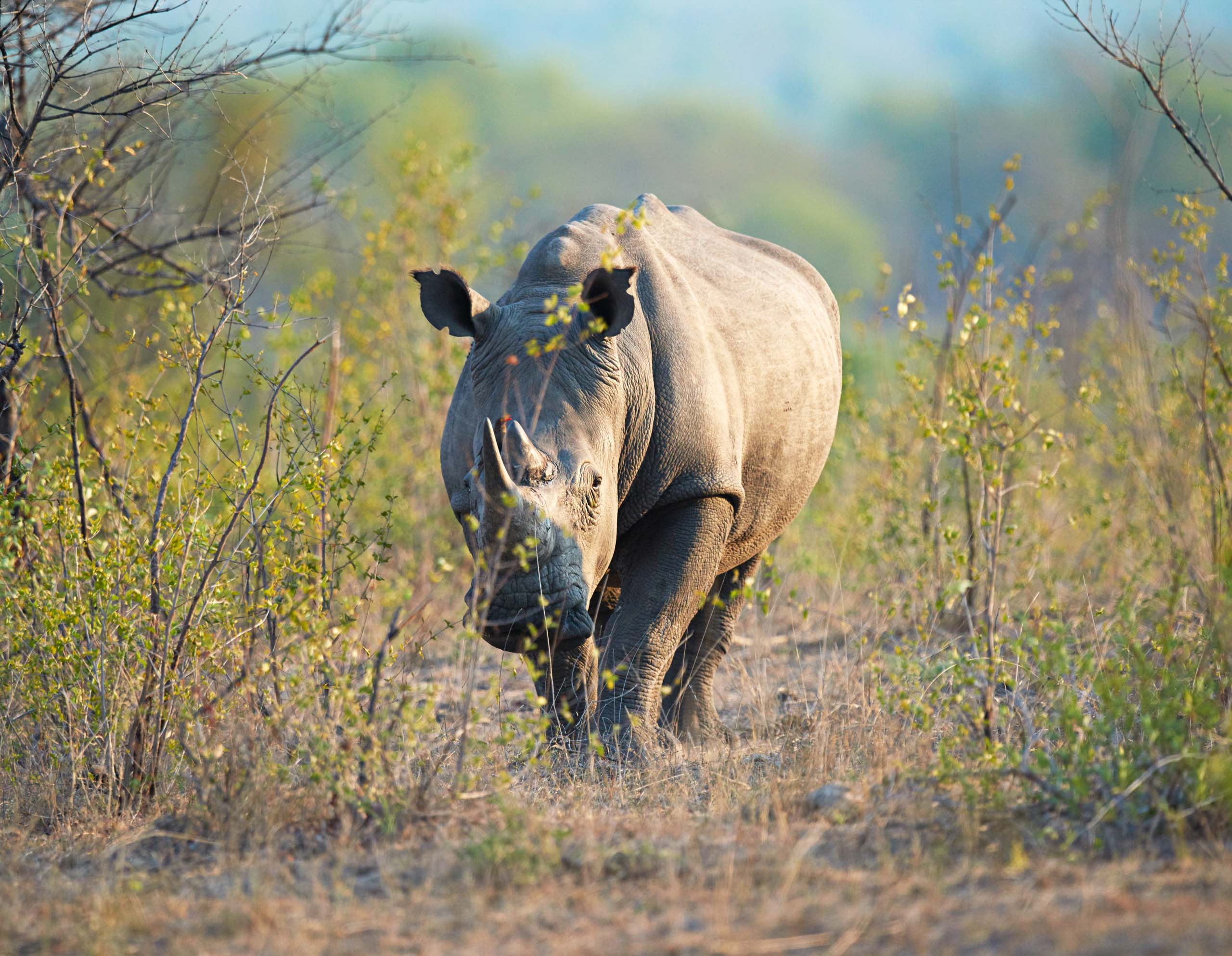 Elysiium Travels - African Rhino